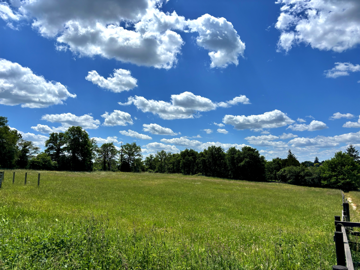 Bottom Field